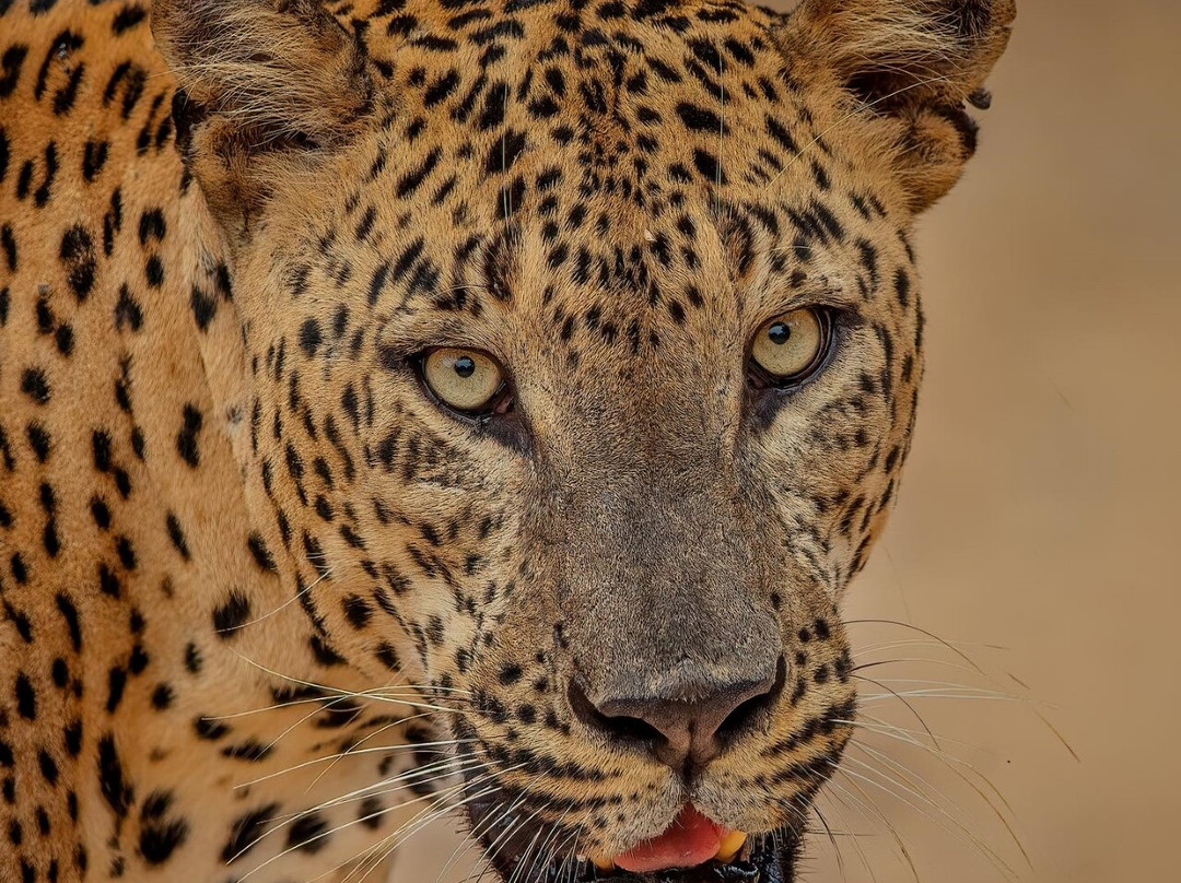 Lunugamvehera Safari Tours景点图片