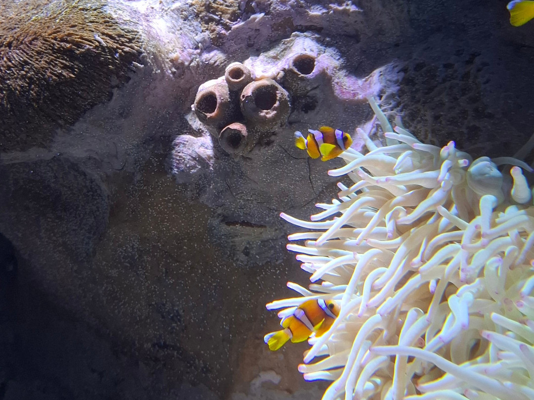 Sharjah Aquarium-沙迦必去景点