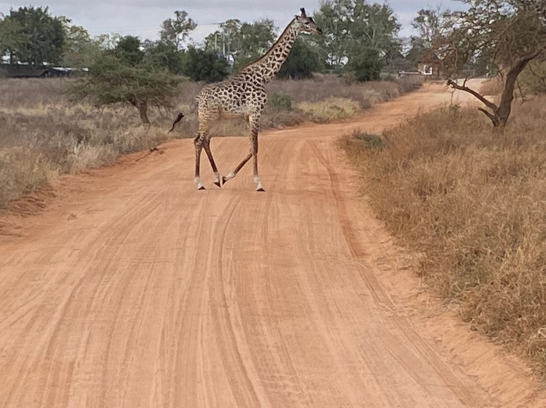 Kenya Tours And Safaris-内罗毕必去景点