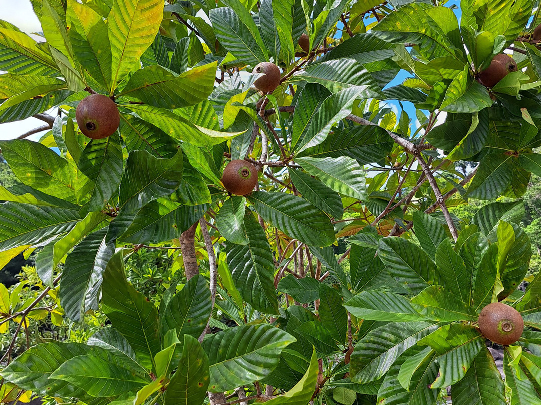 Guyane Brésil Transport景点图片