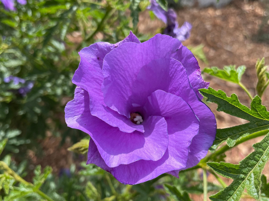 Charing Cross Reserve-Beaconsfield Upper必去景点