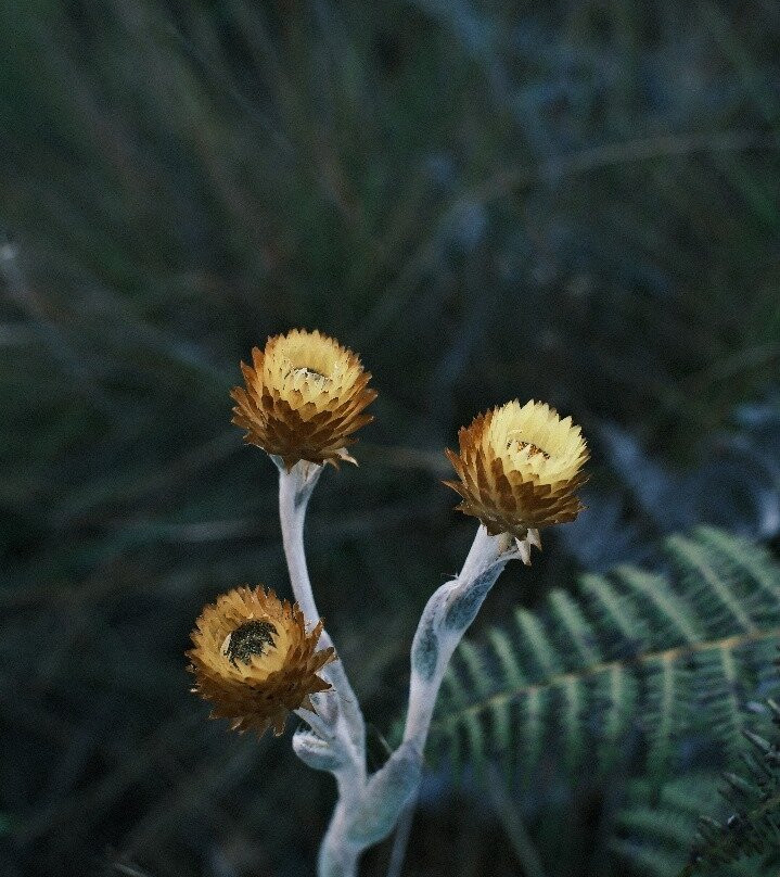 Chome Nature Forest Reserve-Same必去景点