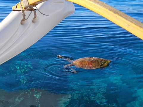 We Paddle Maui-拉海纳必去景点