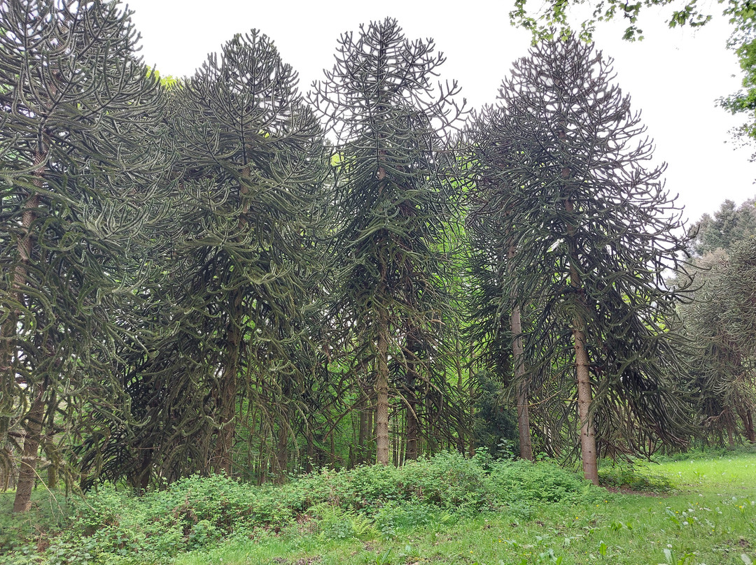 Arboretum Tervuren-Tervuren必去景点