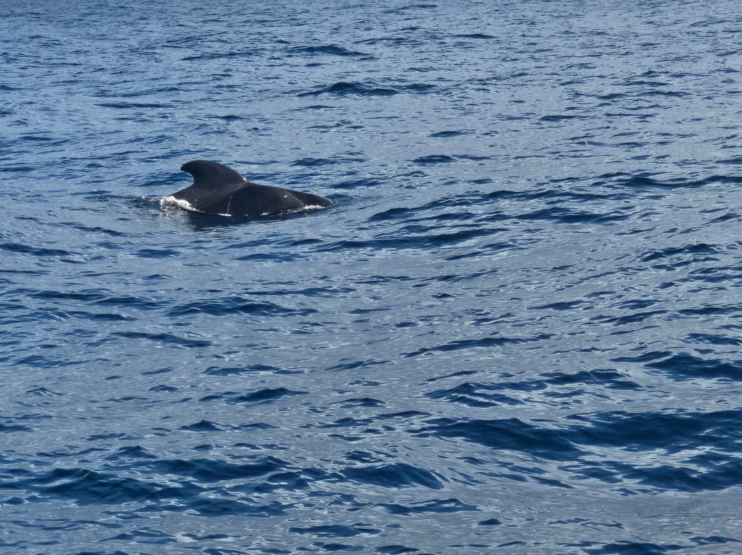 Neptuno Whale Experience Tenerife-特内里费岛必去景点