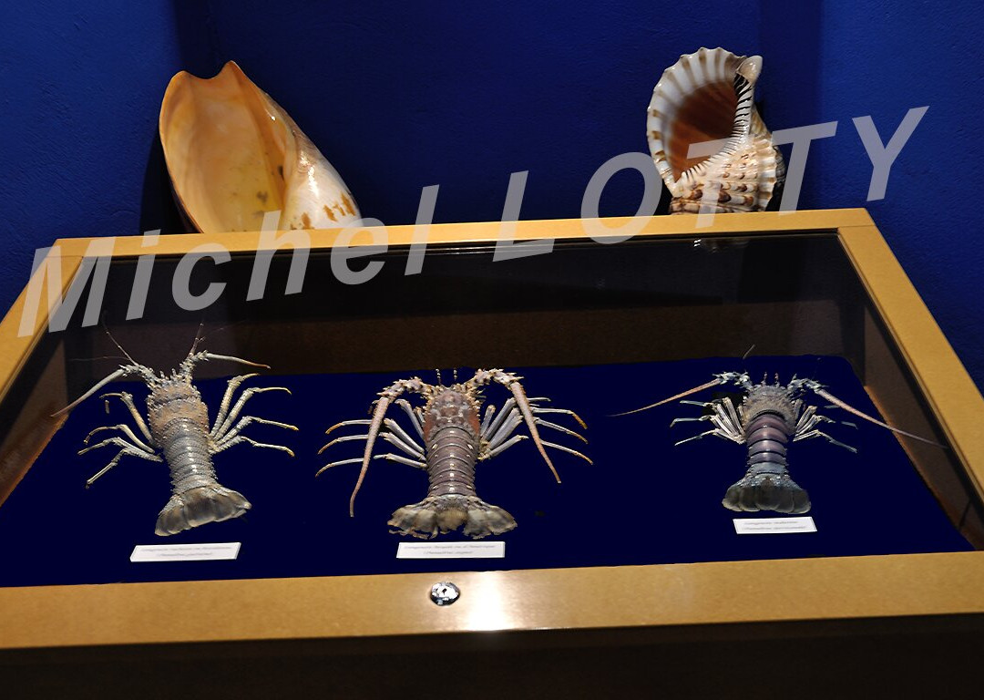 Le Musée de la Mer-Trois-Ilets必去景点