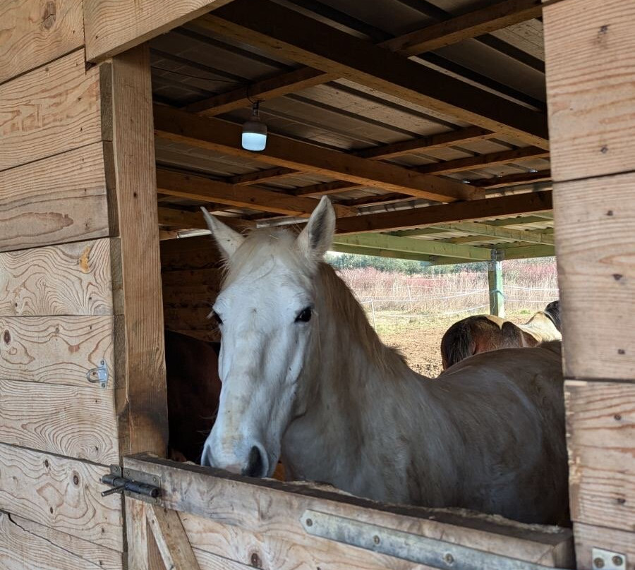 Unicorn Stable Škabrnja景点图片