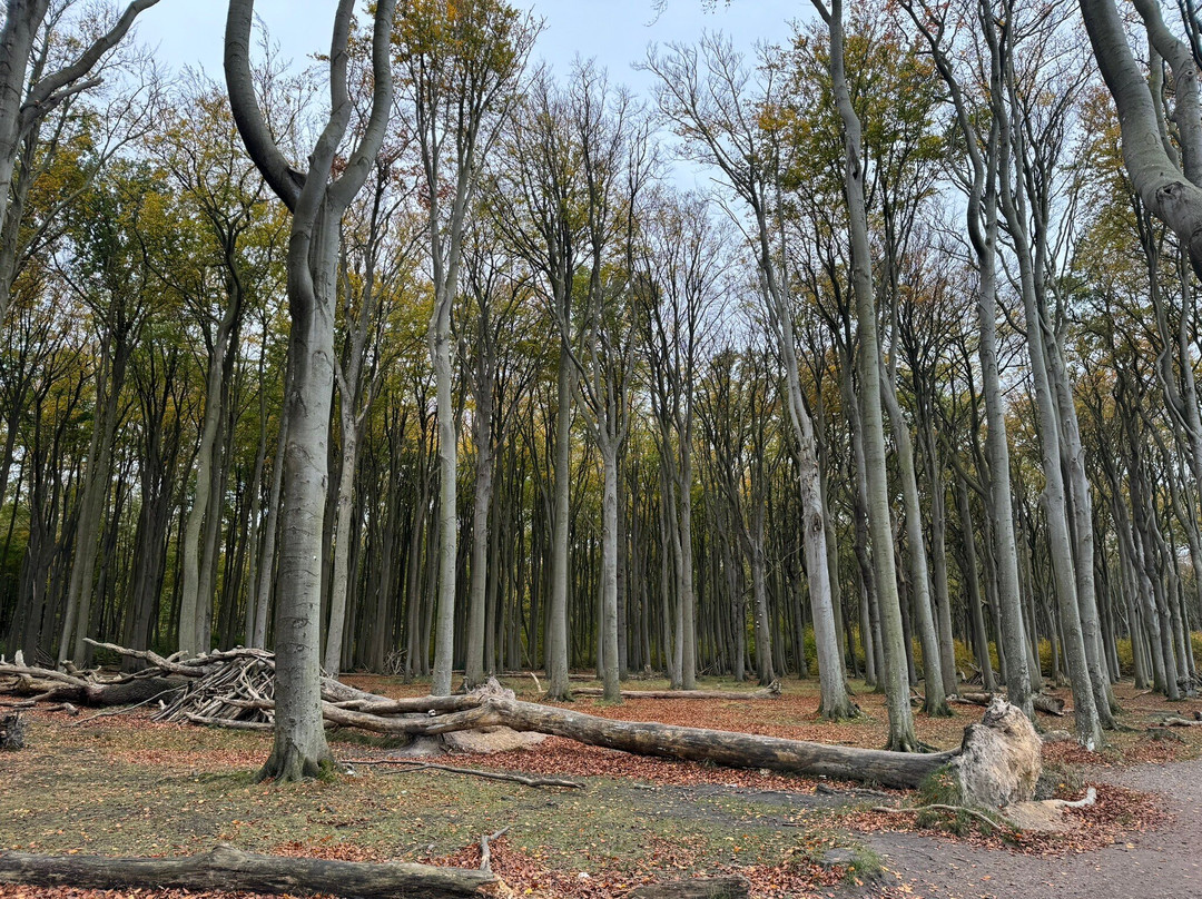Gespensterwald景点图片