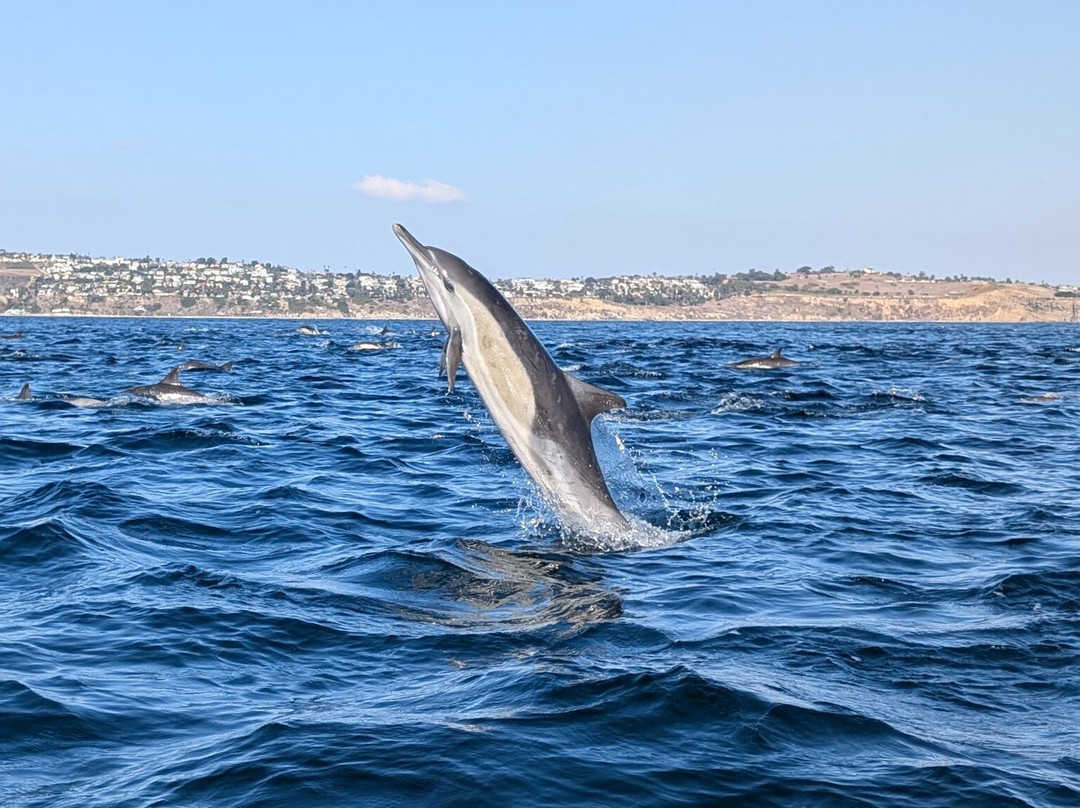 SoCal Whale Watching-长滩必去景点