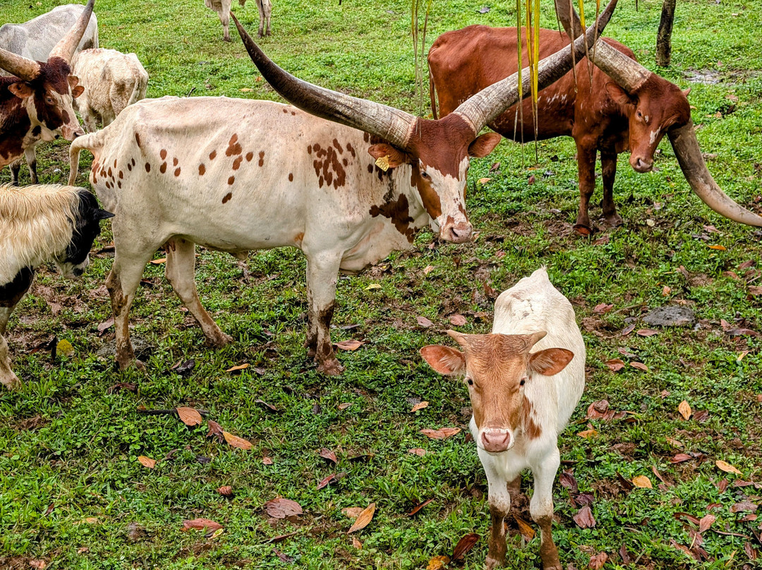 Maquengue Falls Natural Resort主图