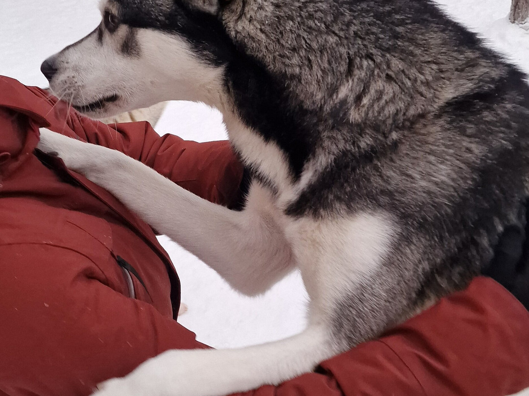 Happy Huskies-伊瓦洛必去景点