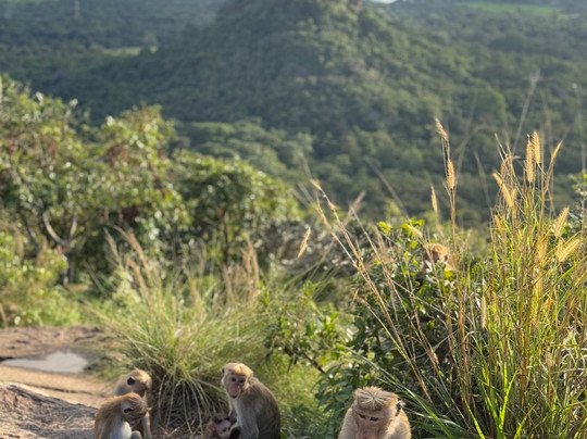 Paradise Kandy Taxi-康提必去景点