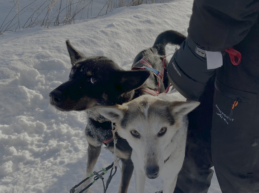 Luleå  Adventure Hundspann-Luleå必去景点