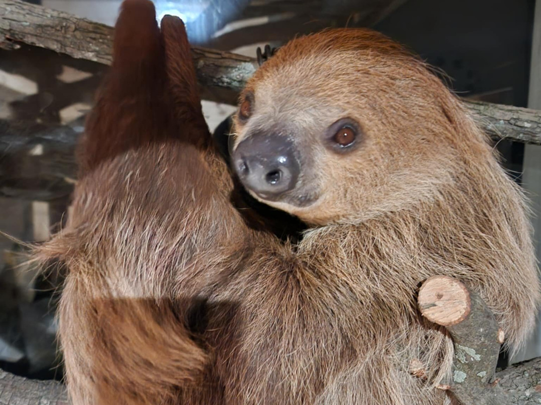 Giraffe Inn And Safari-New Boston必去景点