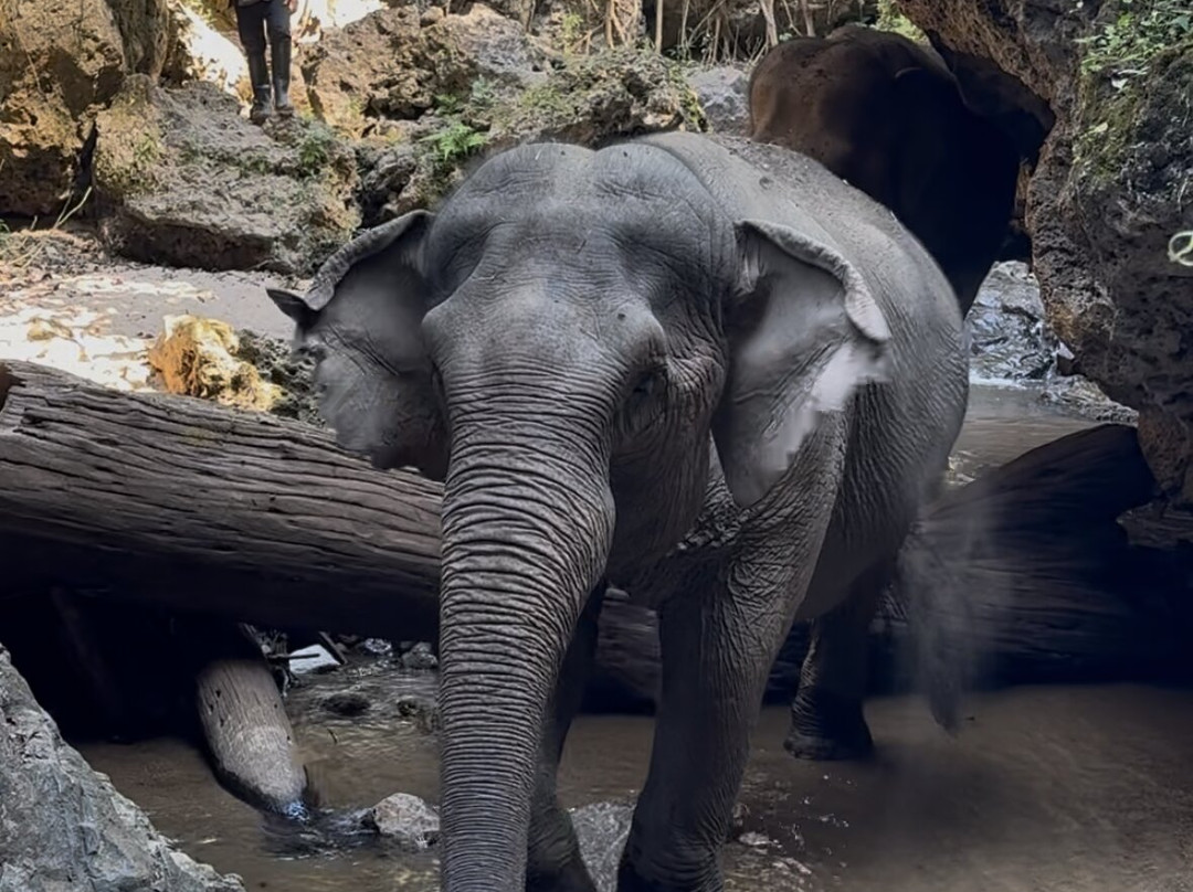Bees - Burm And Emily's Elephant Sanctuary景点图片