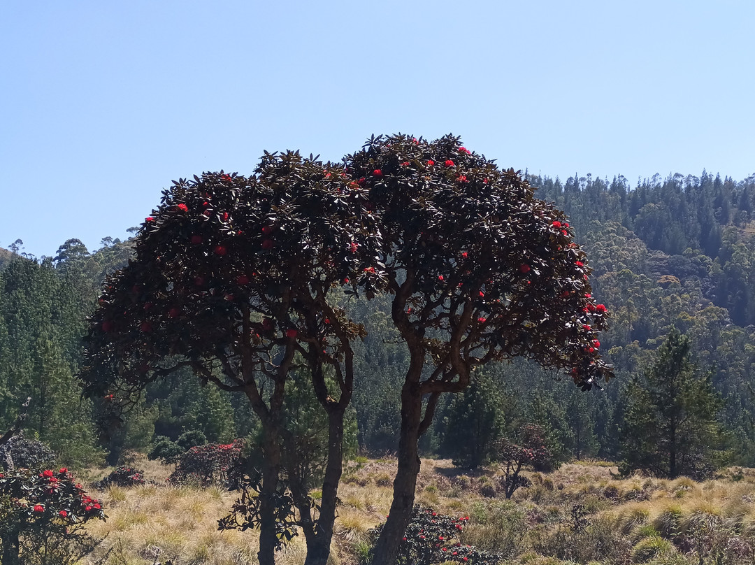 Meesapulimala-伊杜基必去景点