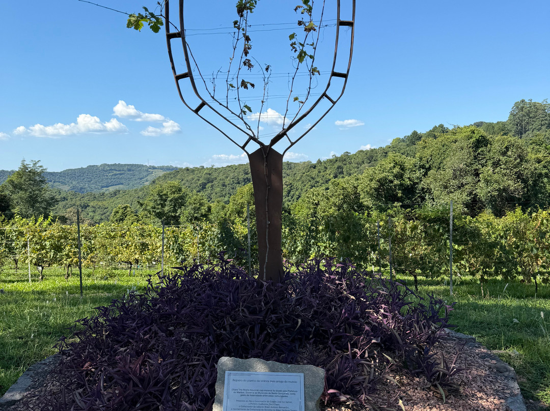 Dal Pizzol Vinhos Únicos景点图片