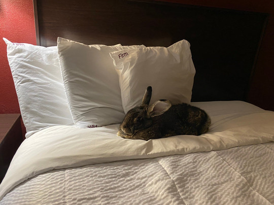 Red Roof Inn & Suites Albany, GA主图