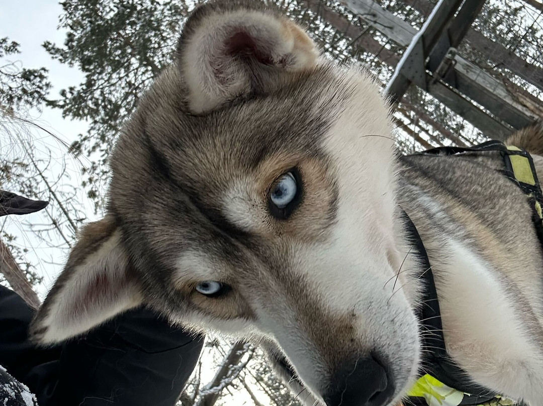 Tundra Huskies Huskyfarm-Levi必去景点