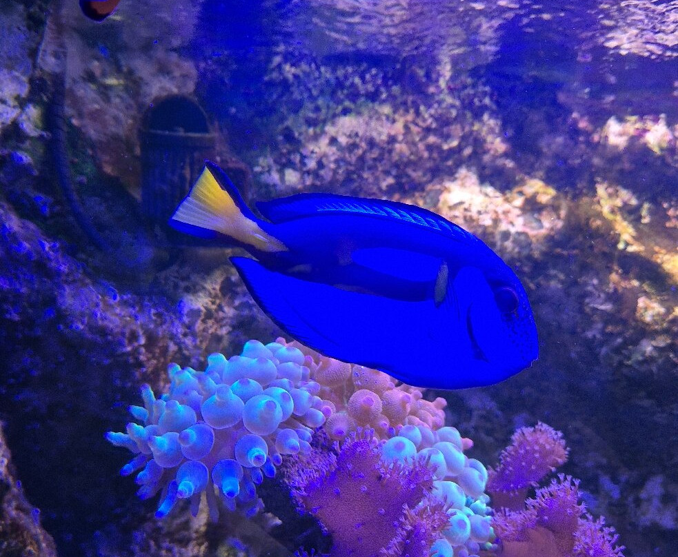 Aquarium De Touraine景点图片