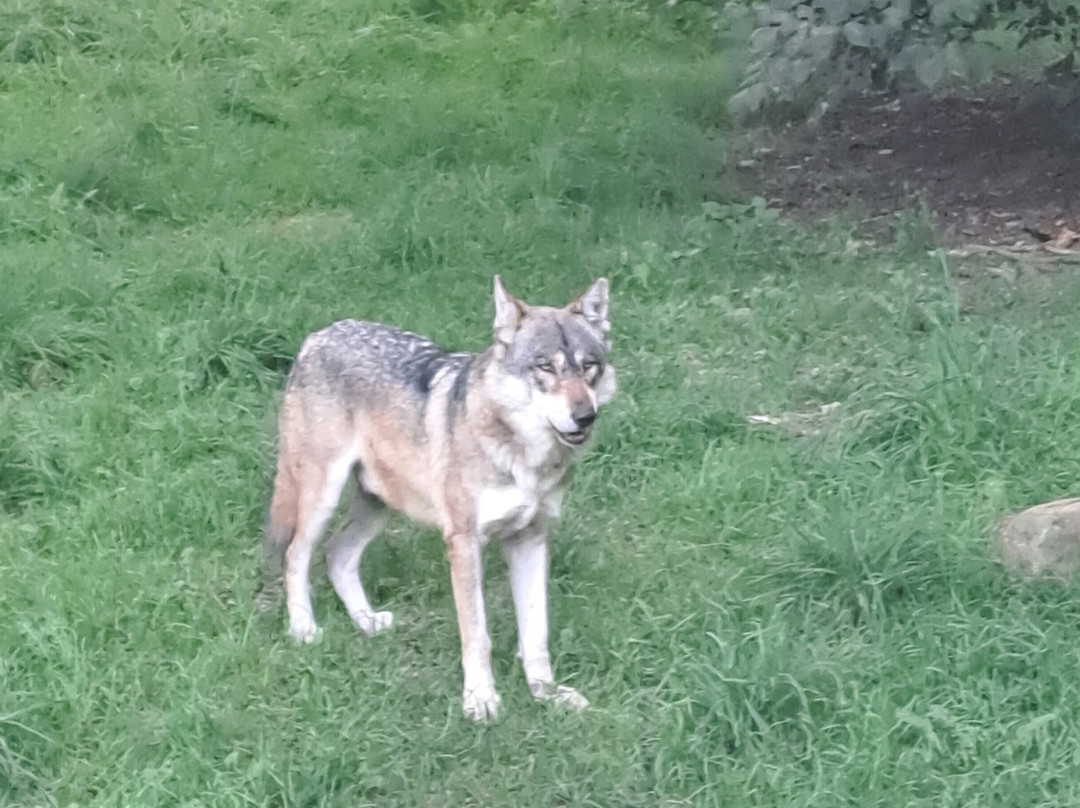 Tierpark Sababurg-Hofgeismar必去景点