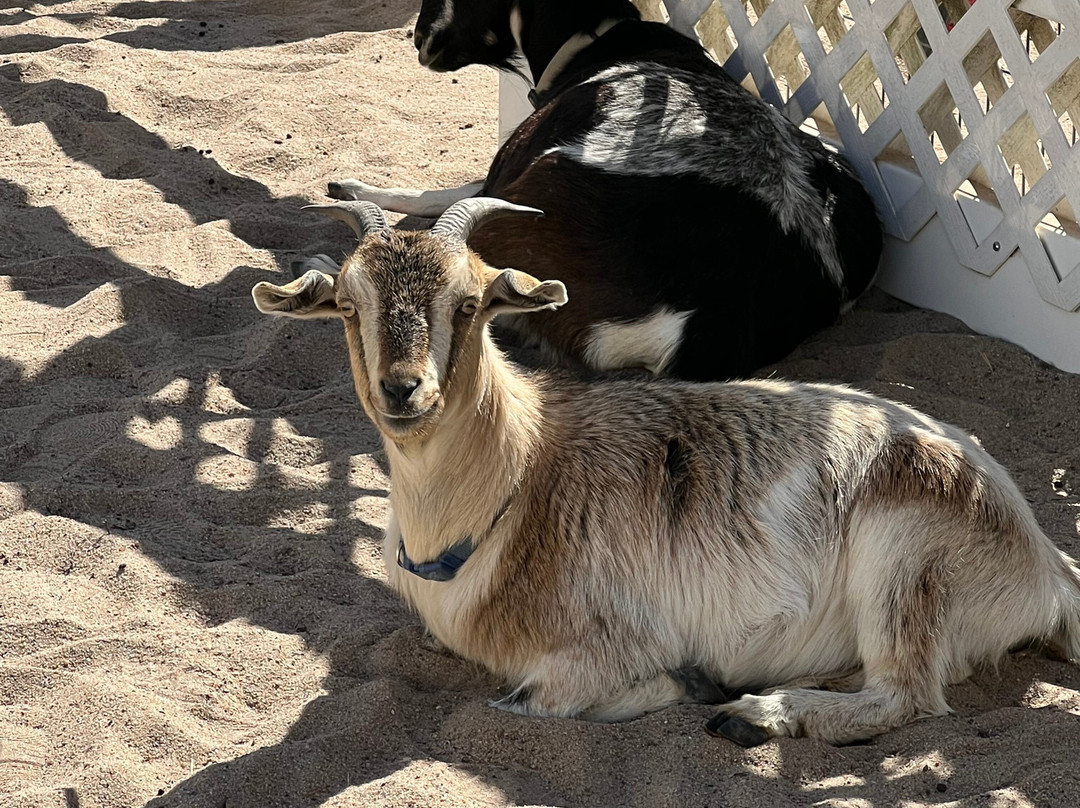 Sedgwick County Zoo景点图片