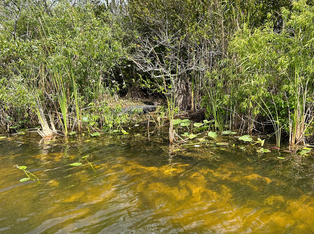 Down South Airboat Tours-大沼泽地必去景点