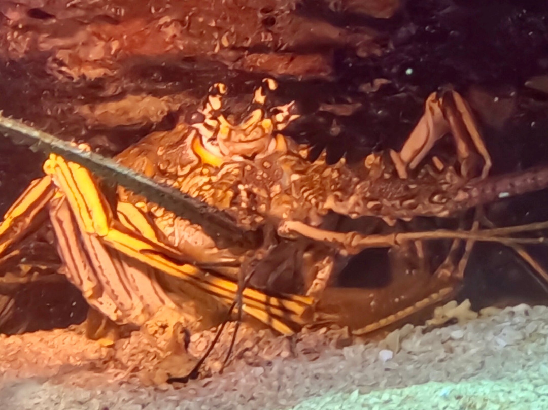 Ocean Explorers Dive Center-辛普森湾必去景点