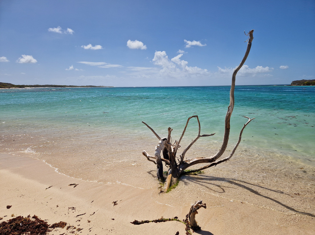 Tarzan Excursion Guadeloupe景点图片