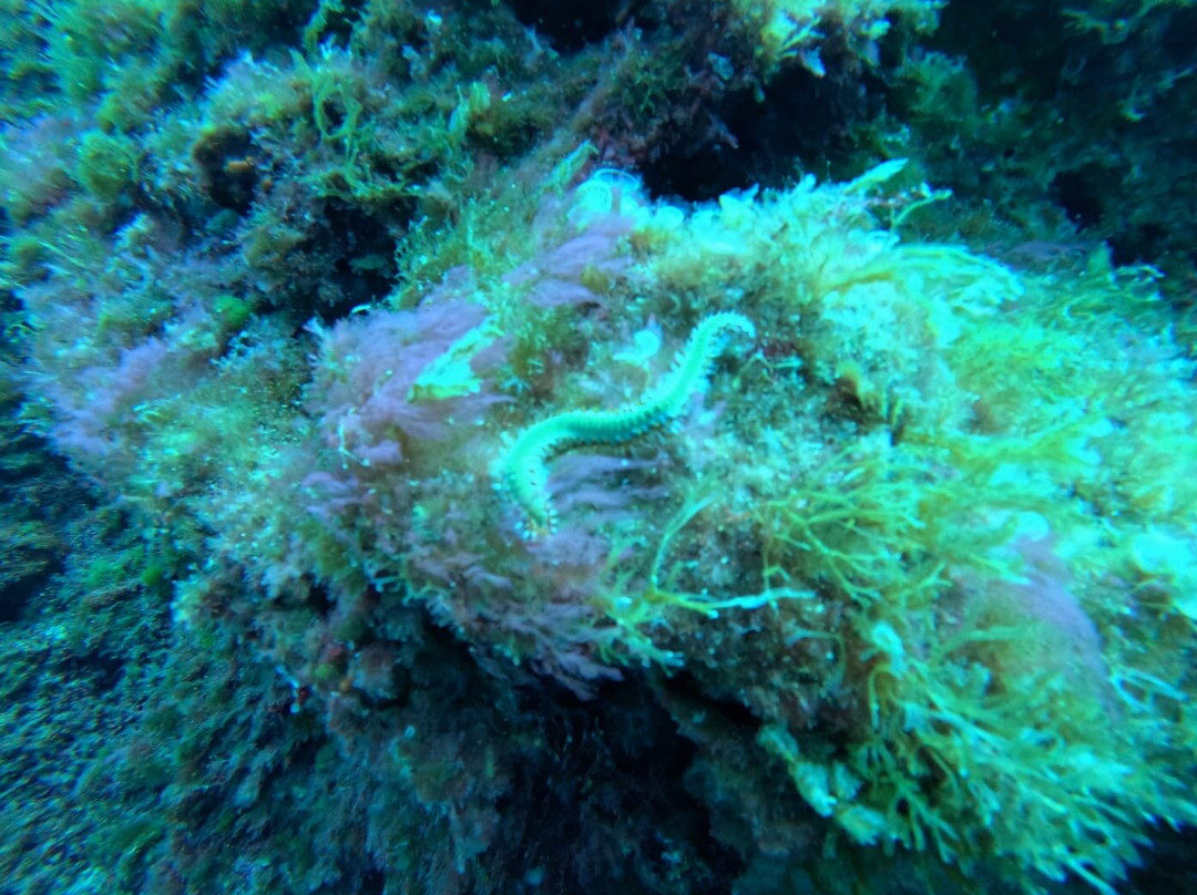 Paradise Diving Malta景点图片