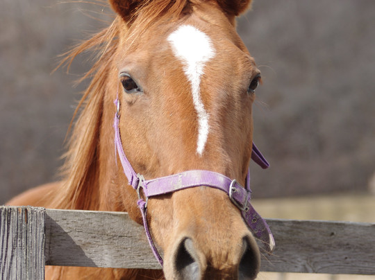 Di-Maccio Art Museum-新冠町必去景点