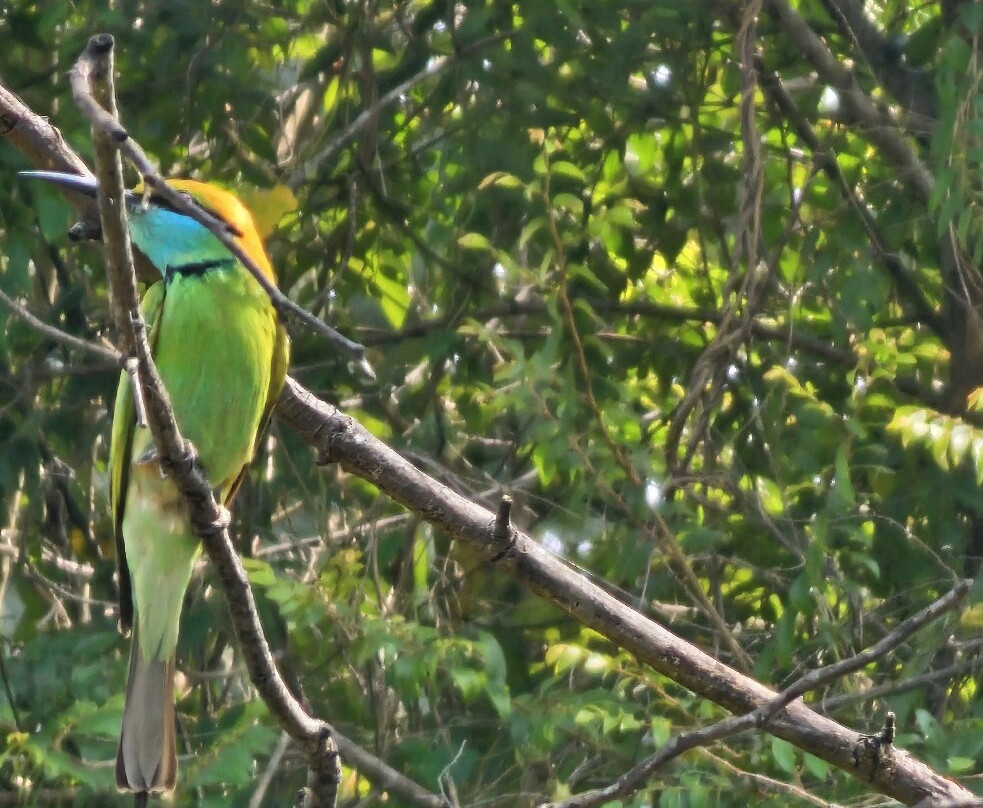 Bismark Yala Safari景点图片