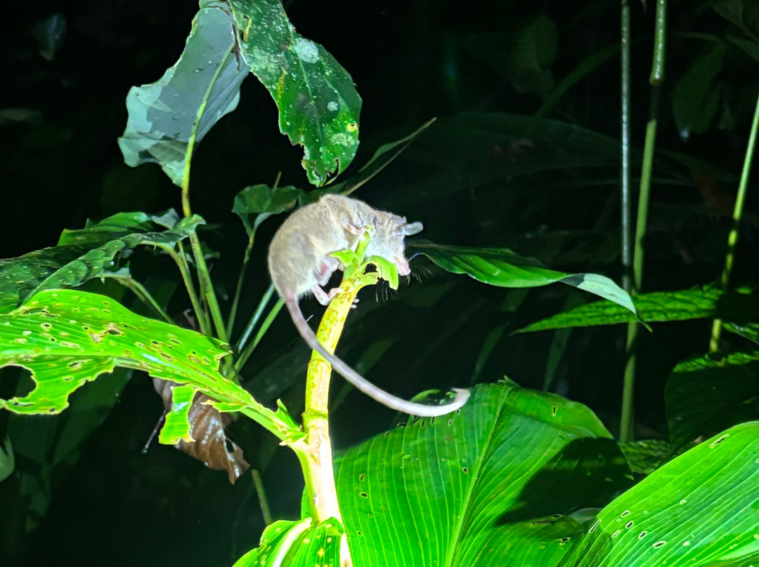 Jungle Night Walk景点图片