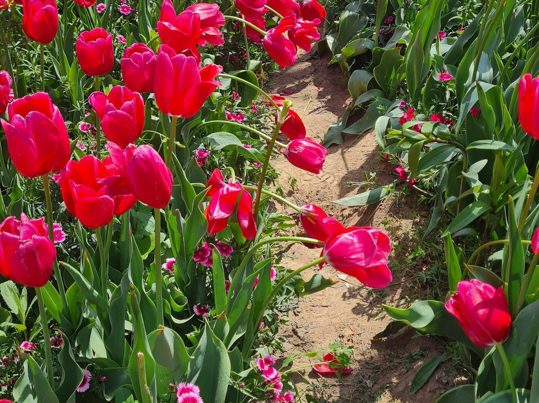 Holland Flower Park-盐城必去景点