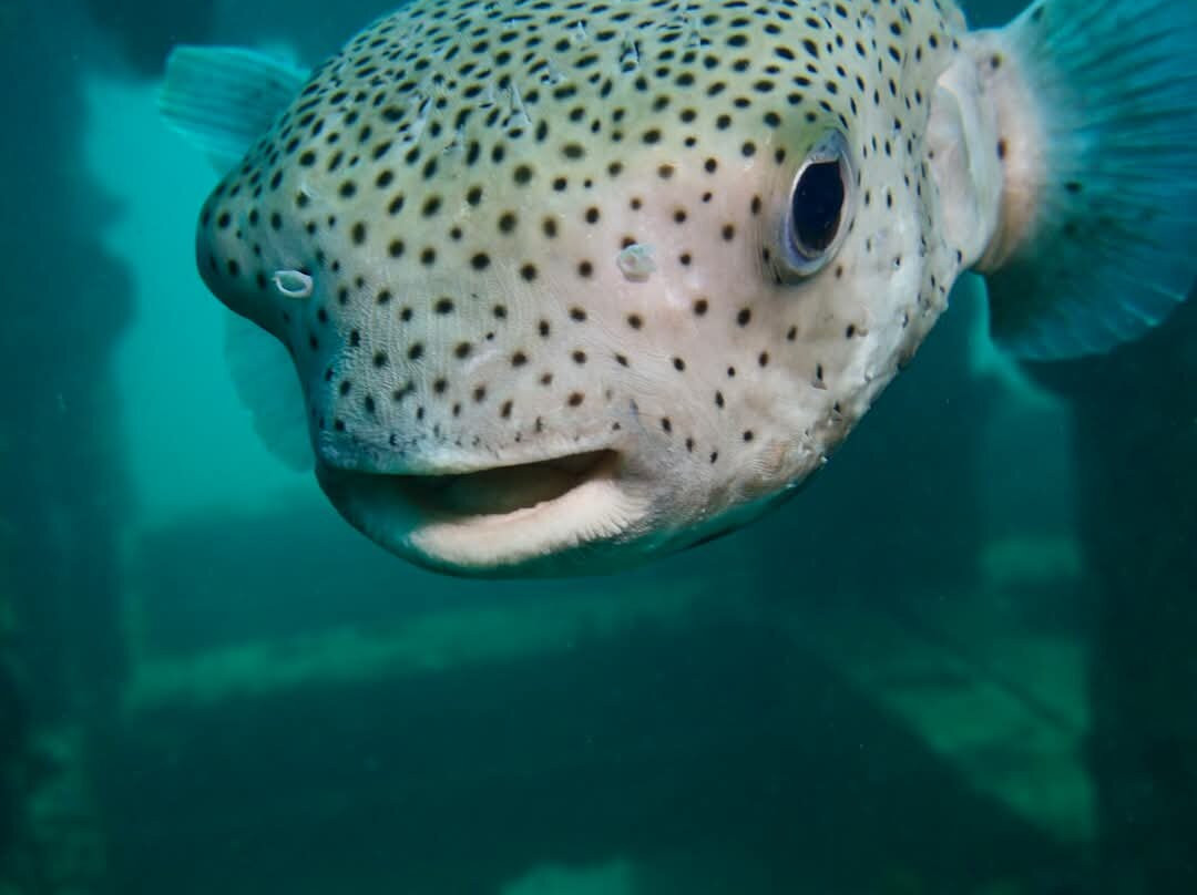 Phi Phi Dive Club - Day Tours-大皮皮岛必去景点