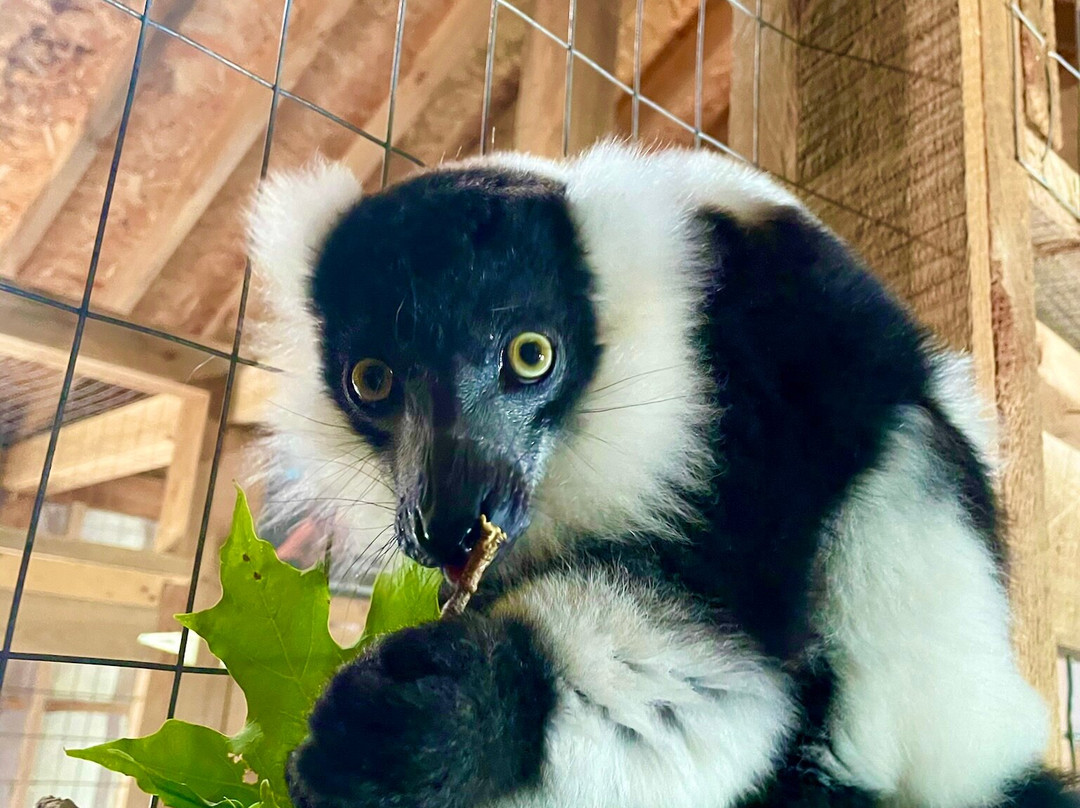 Lewis Adventure Farm & Zoo景点图片
