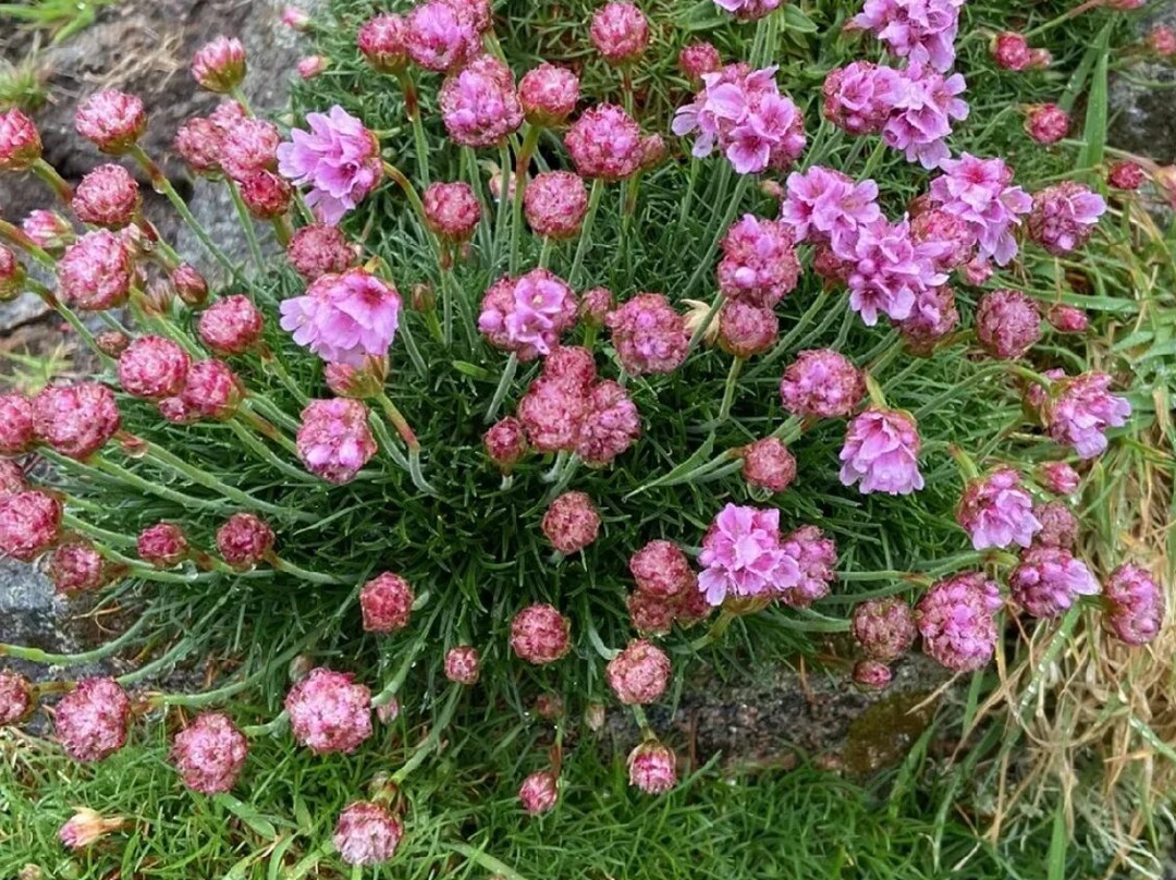Céide Fields-County Mayo必去景点
