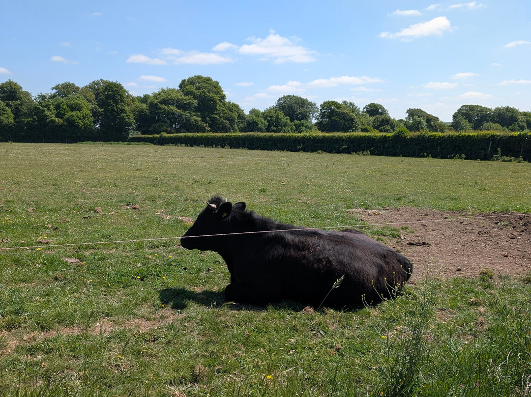 Cholderton Rare Breeds Farm-Cholderton必去景点