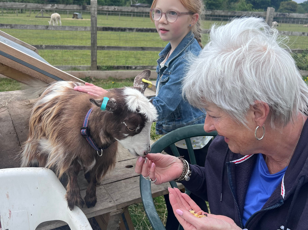 Little Goats At Brockenhurst景点图片