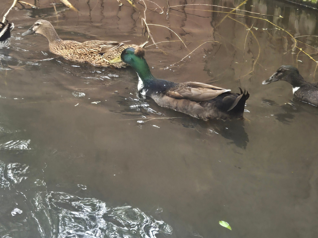 阿拉莫莎速8酒店主图