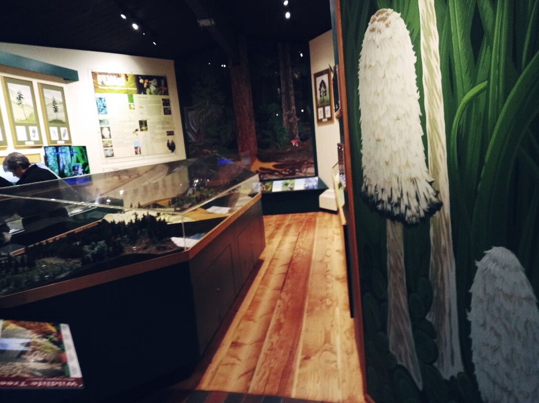 Lynn Canyon Ecology Centre-北温哥华必去景点