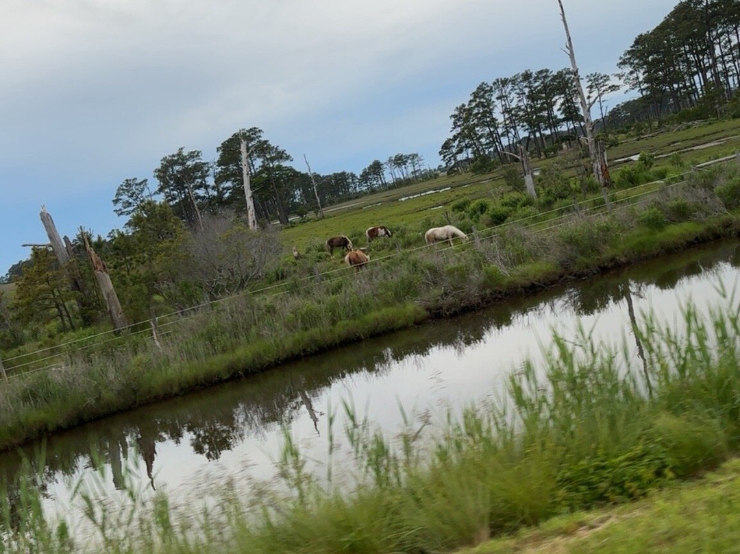 Assateague Beach-Assateague Island必去景点