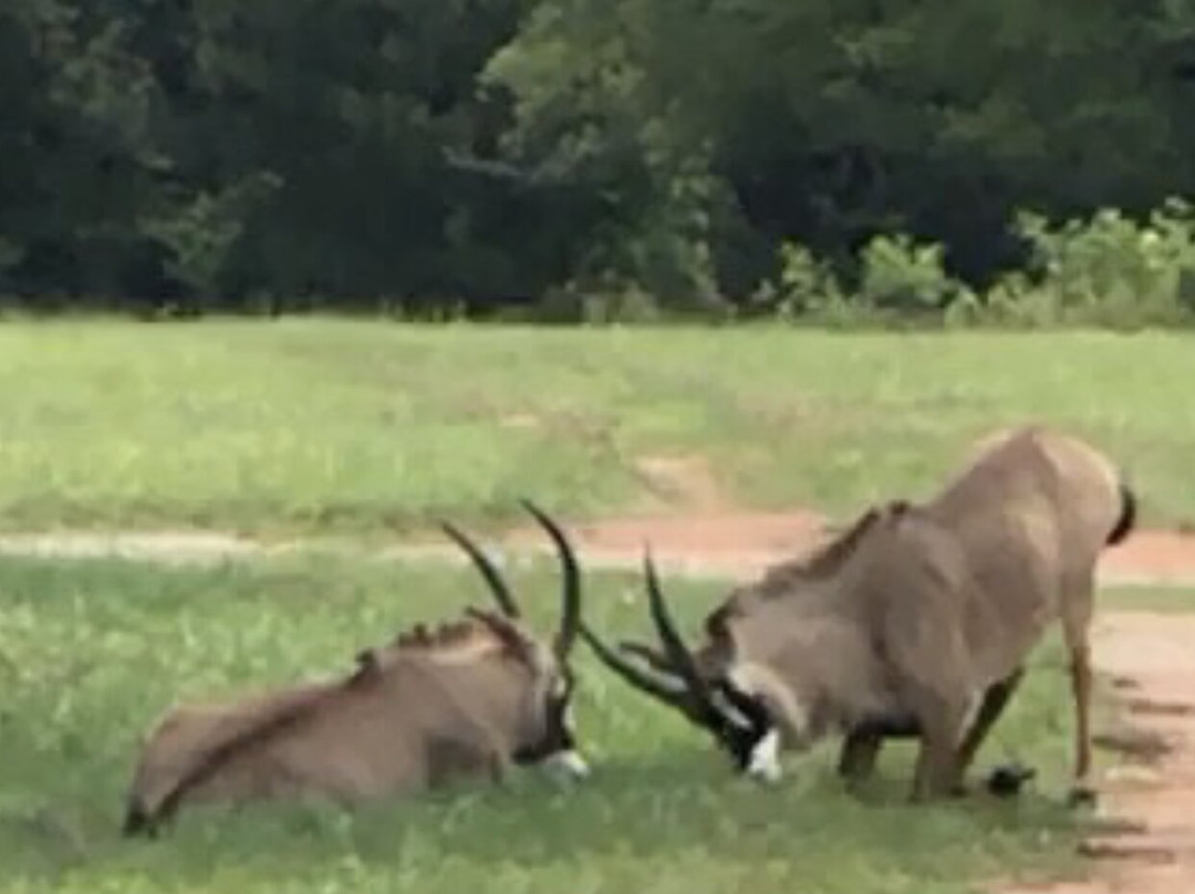 Wild Georgia Safari Park-Metter必去景点