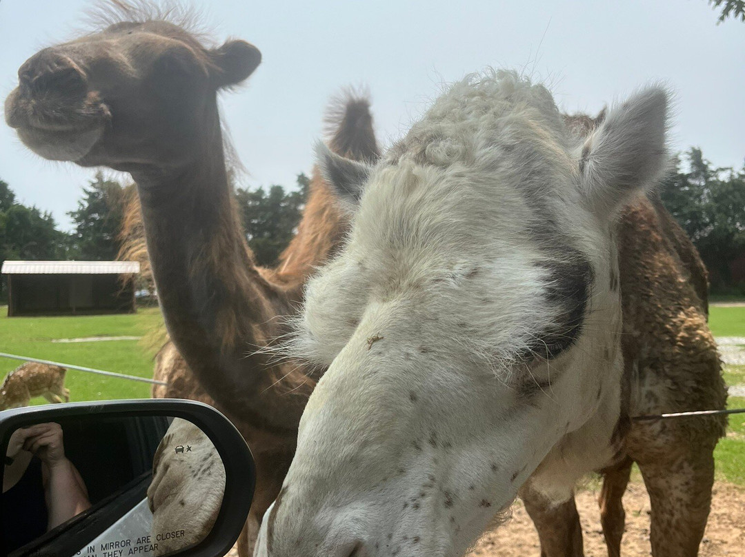 Tennessee Safari Park-Alamo必去景点