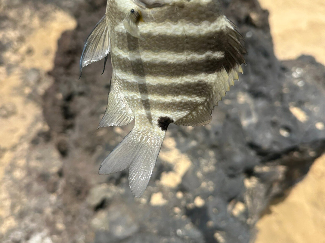 Charley Young Beach-基黑必去景点