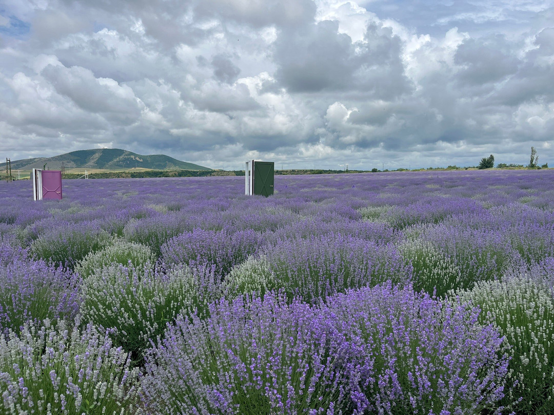 Essenso Lavender Field-Qabala必去景点