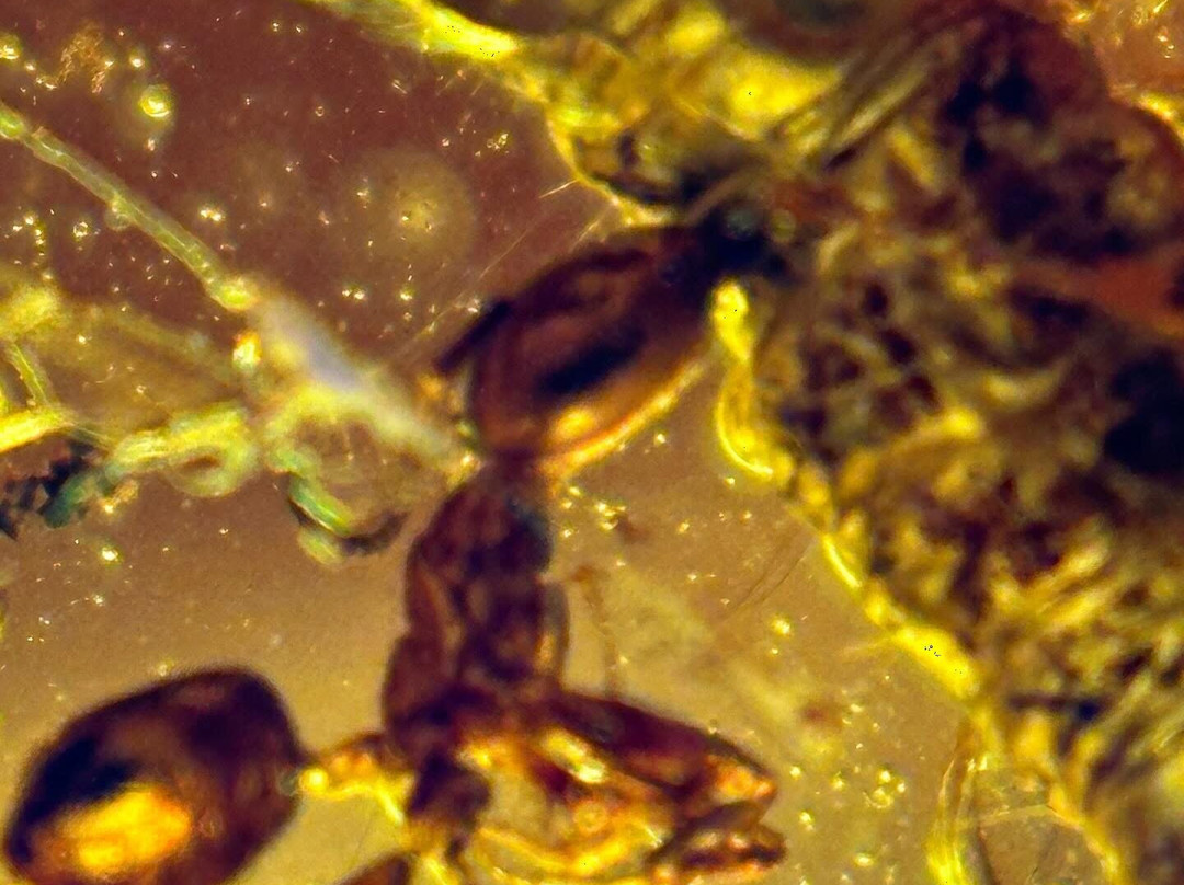 Dominican Amber Museum-普拉塔港必去景点