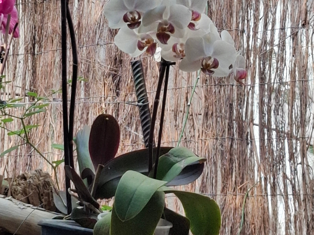 Jardin de Orquideas de Sitio Litre景点图片