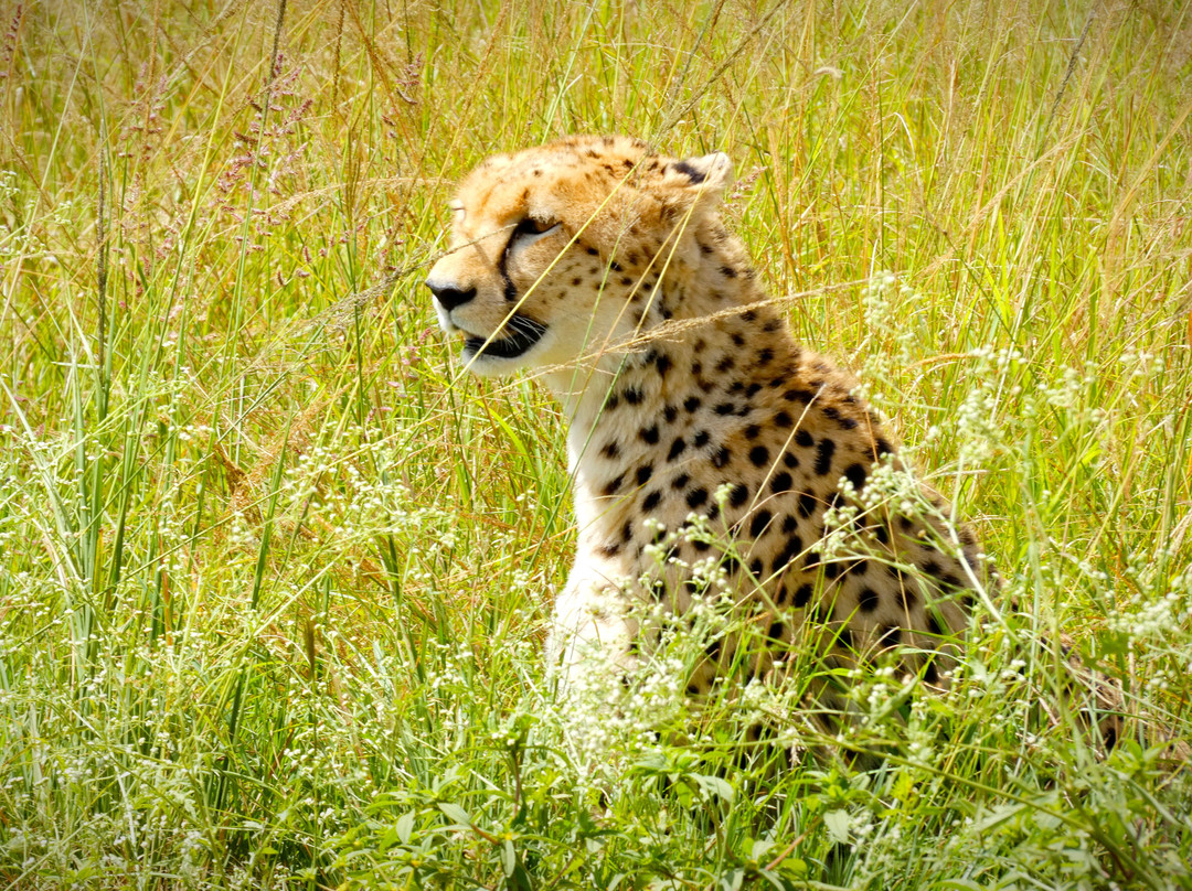 Mufasa Tours and Travels景点图片