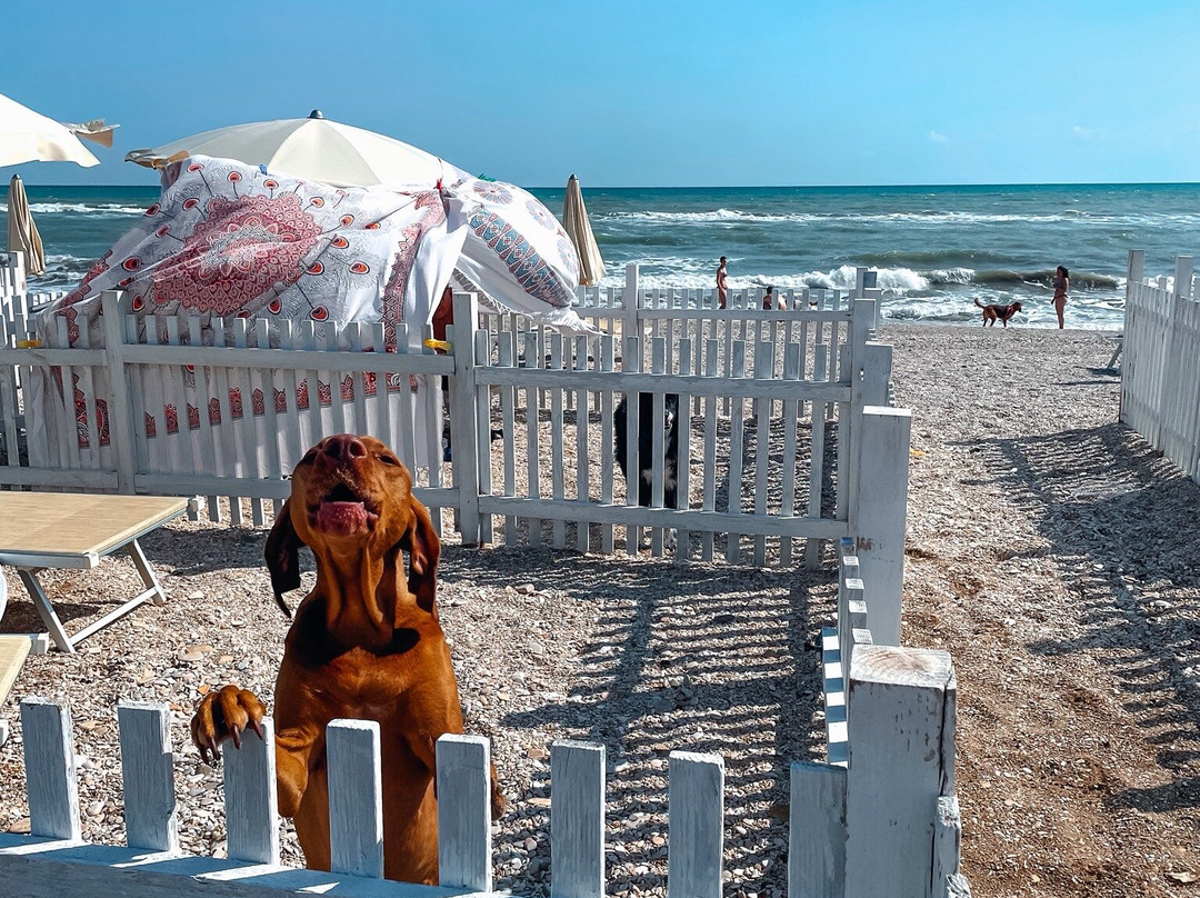 Scoby Doo Beach - Stabilimento Balneare Per Cani-塞尼加利亚必去景点